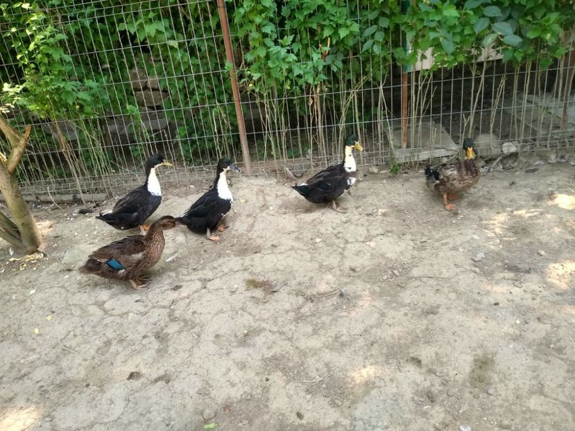  - Rațele macaitoare