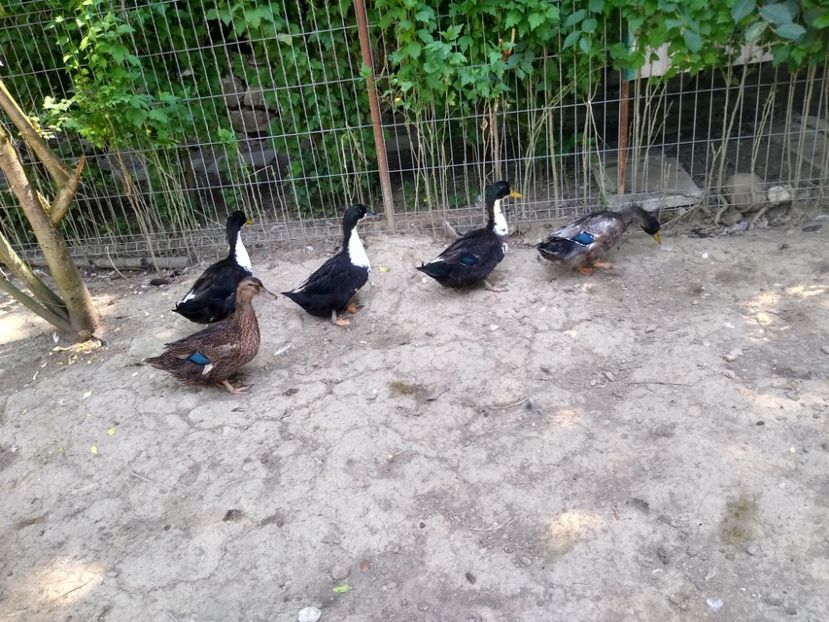  - Rațele macaitoare