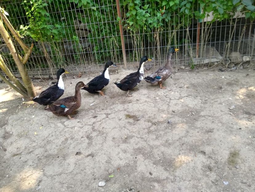  - Rațele macaitoare