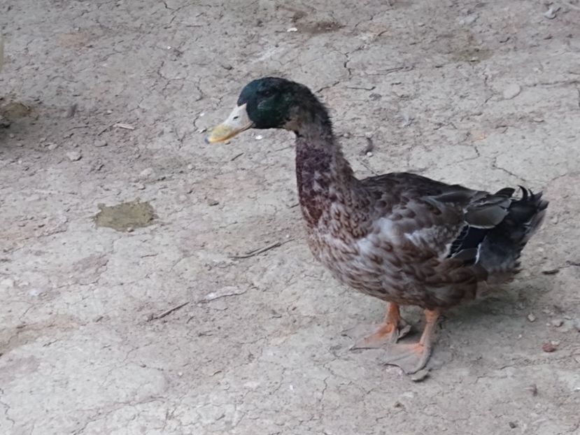  - Rațele macaitoare