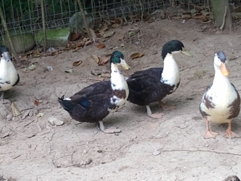  - Rațele macaitoare