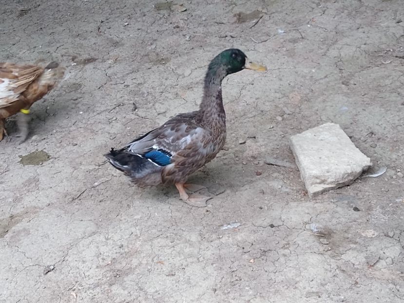  - Rațele macaitoare