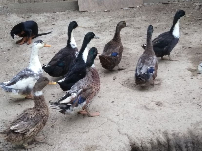  - Rațele macaitoare