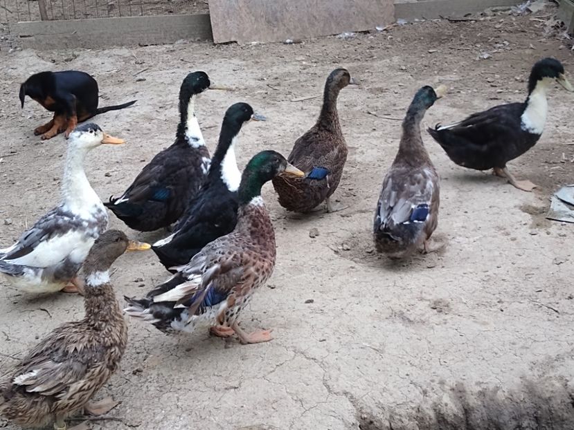  - Rațele macaitoare