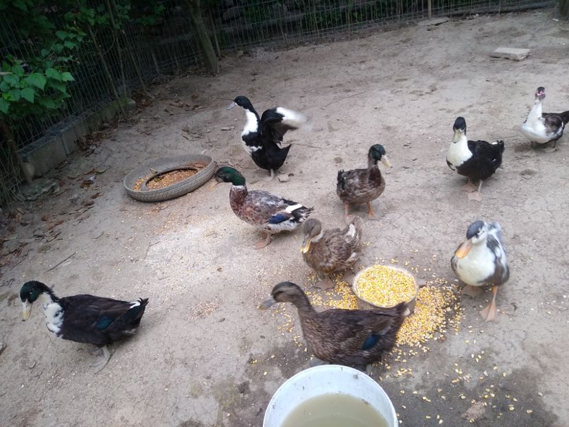  - Rațele macaitoare