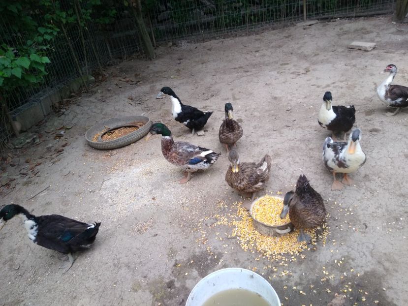  - Rațele macaitoare