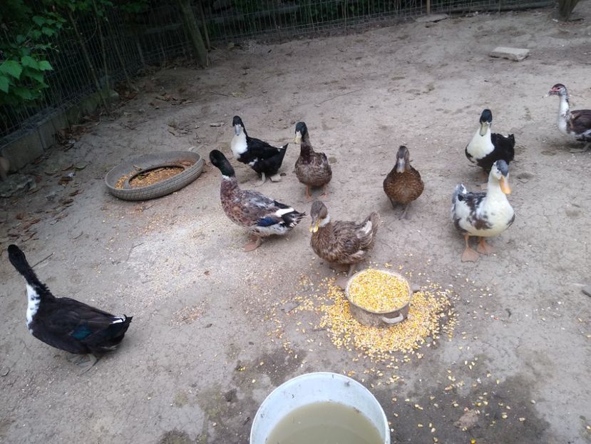  - Rațele macaitoare