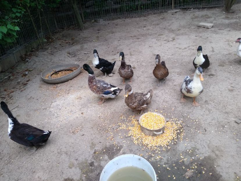  - Rațele macaitoare