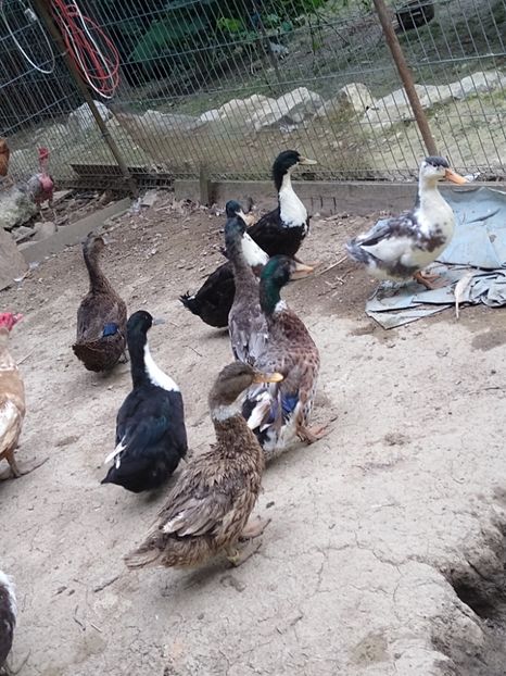  - Rațele macaitoare