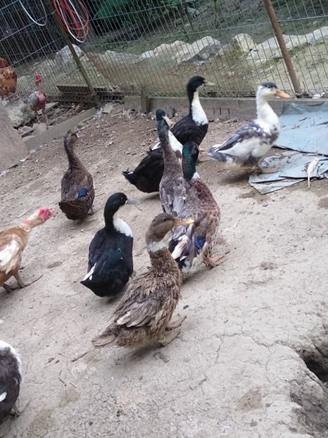  - Rațele macaitoare