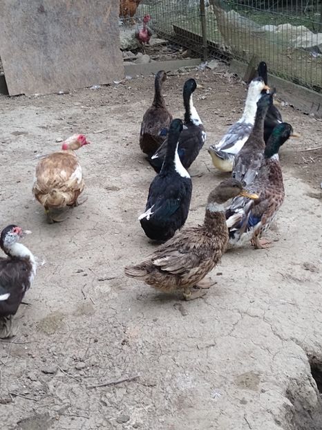  - Rațele macaitoare