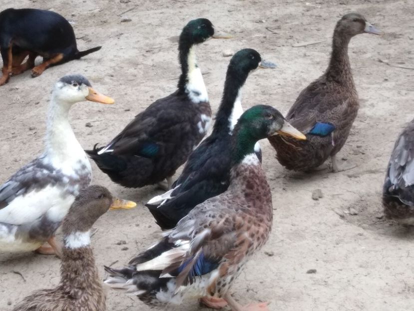  - Rațele macaitoare