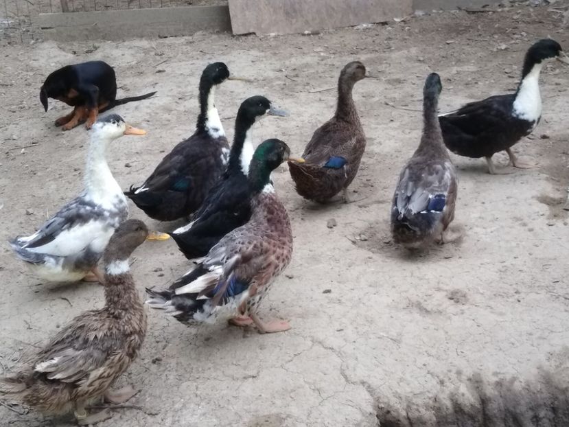  - Rațele macaitoare