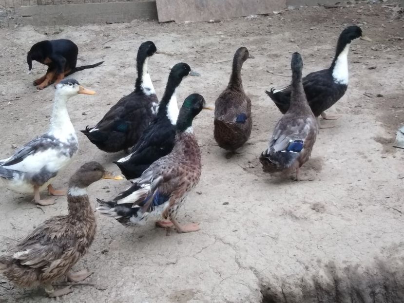  - Rațele macaitoare