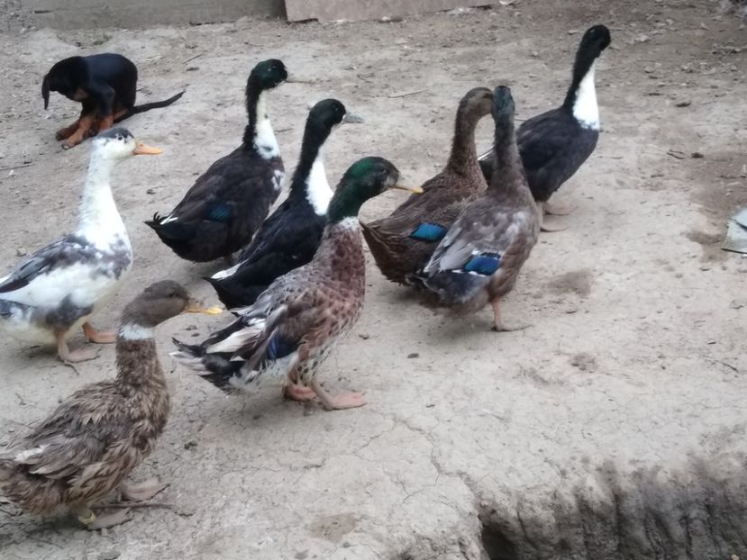  - Rațele macaitoare