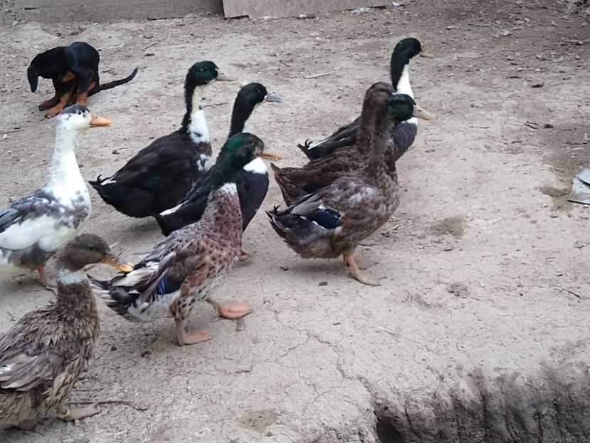  - Rațele macaitoare