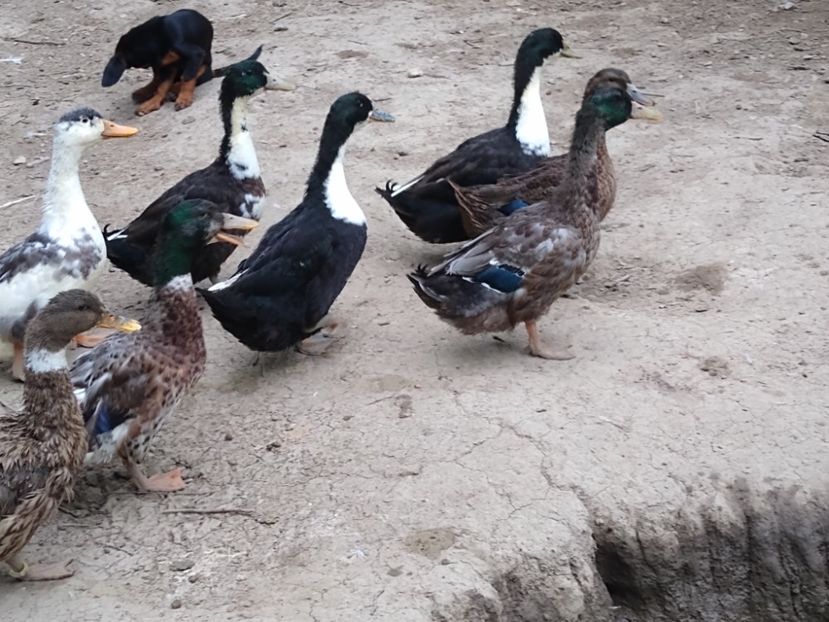  - Rațele macaitoare