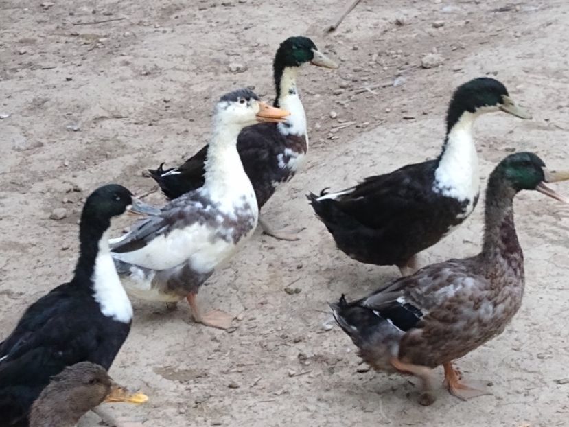  - Rațele macaitoare