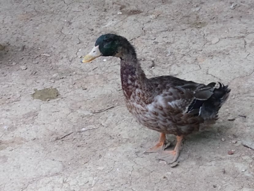  - Rațele macaitoare