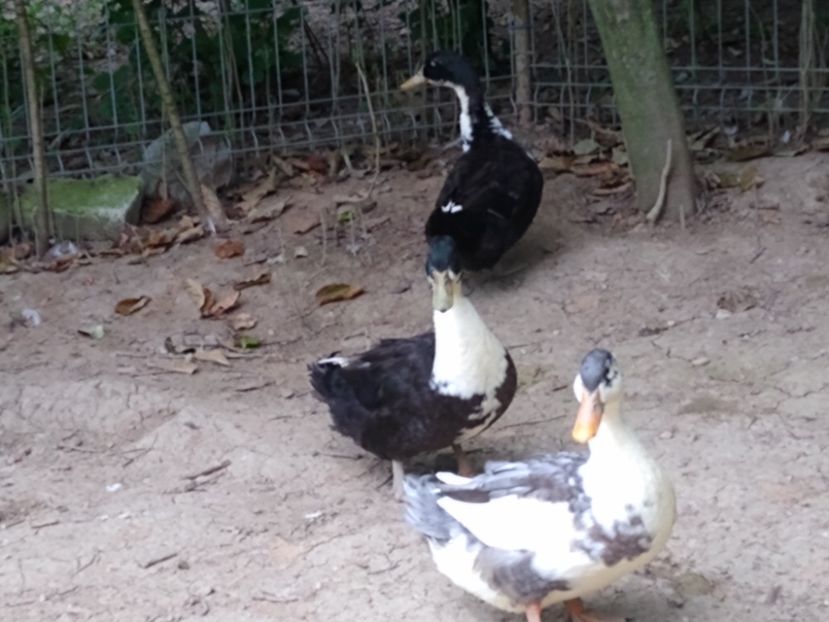  - Rațele macaitoare