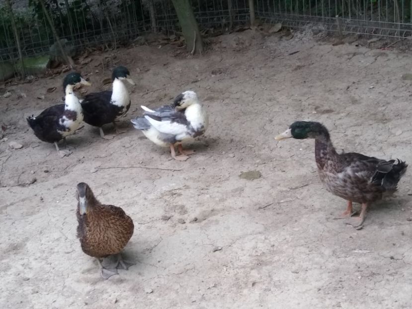  - Rațele macaitoare