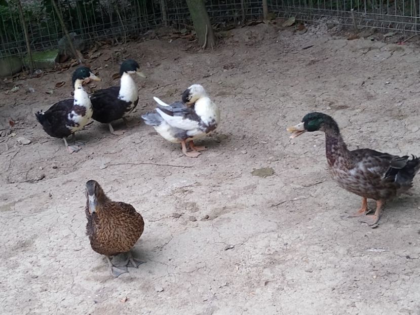  - Rațele macaitoare