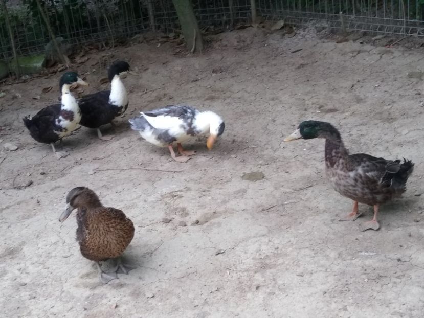  - Rațele macaitoare