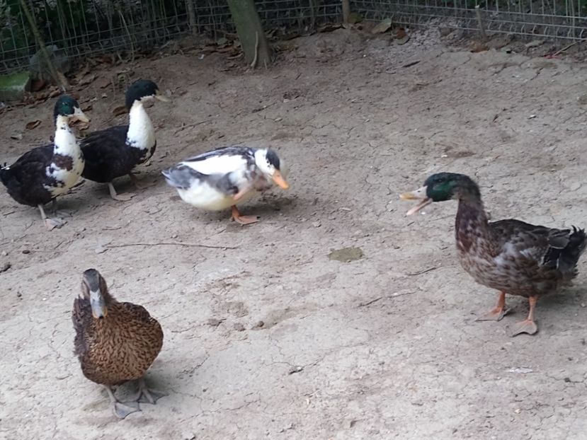  - Rațele macaitoare