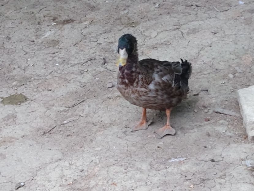  - Rațele macaitoare