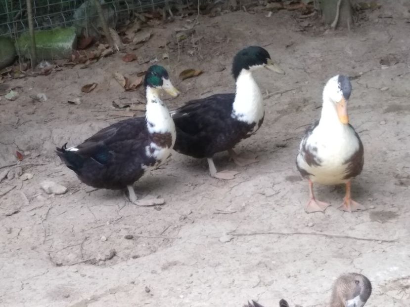  - Rațele macaitoare