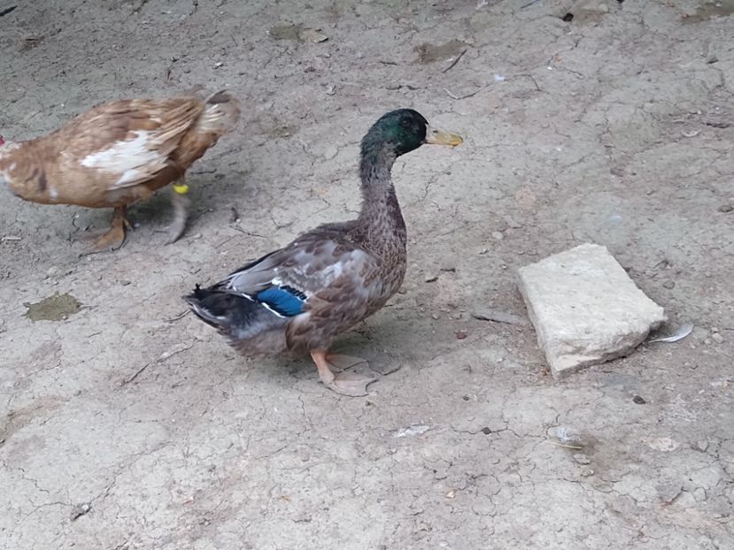  - Rațele macaitoare