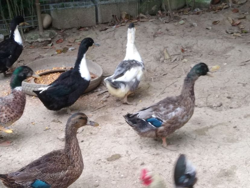  - Rațele macaitoare