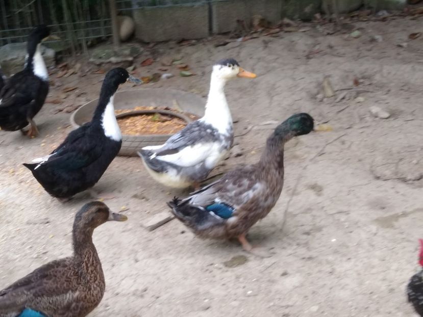  - Rațele macaitoare