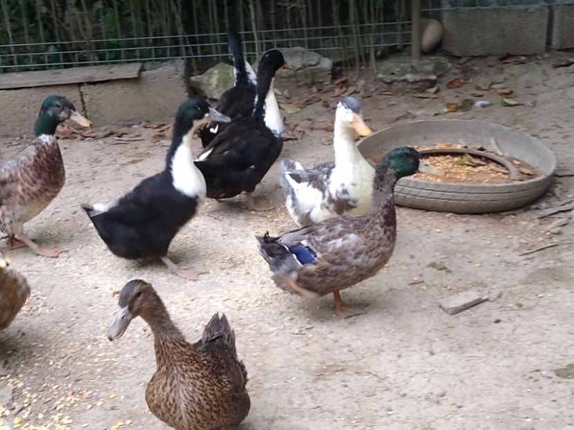  - Rațele macaitoare