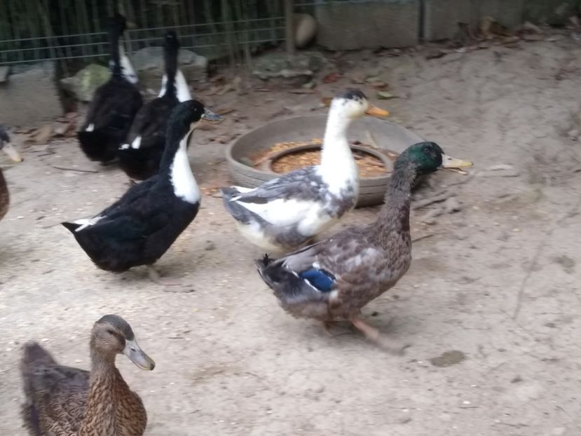  - Rațele macaitoare