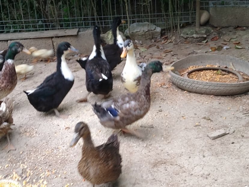  - Rațele macaitoare