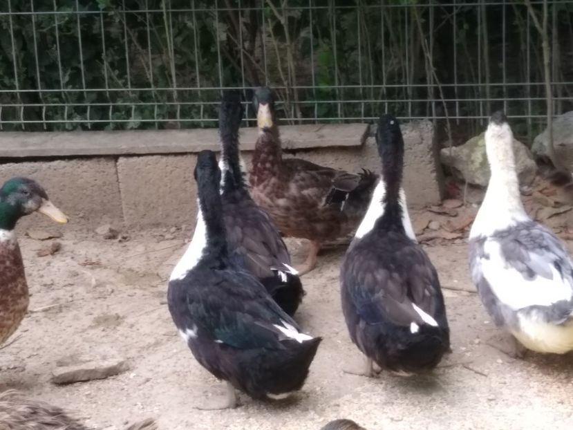  - Rațele macaitoare