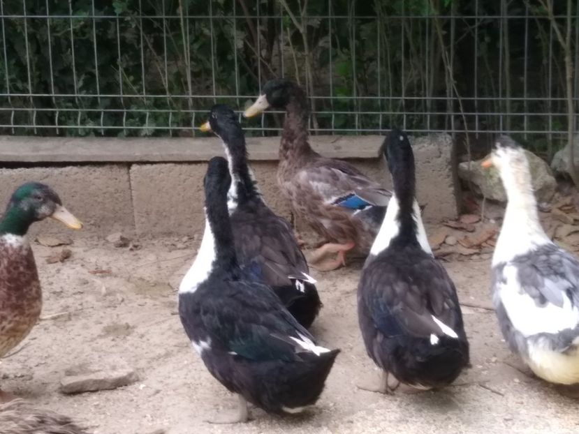  - Rațele macaitoare