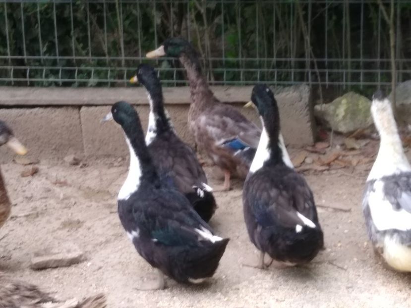  - Rațele macaitoare