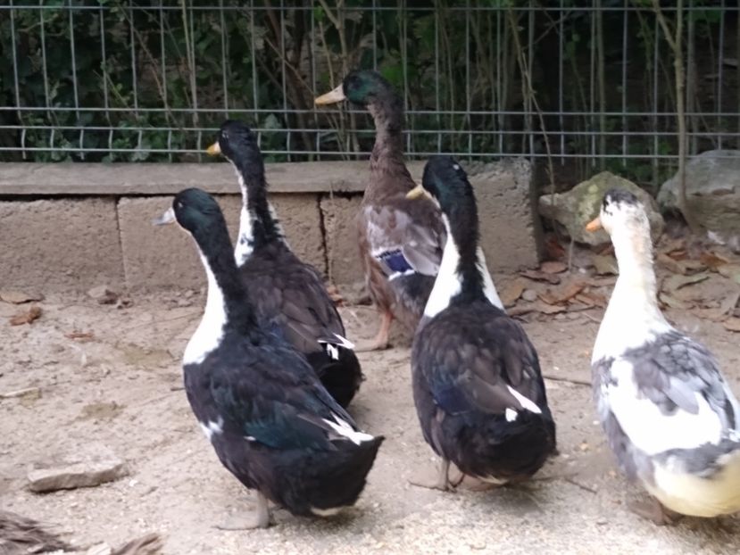  - Rațele macaitoare