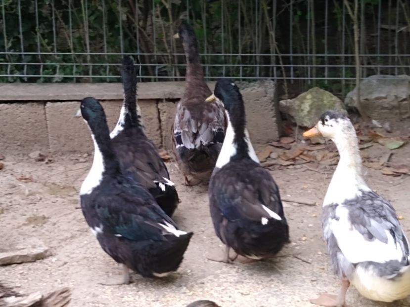  - Rațele macaitoare