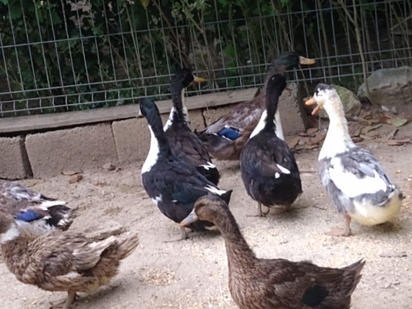  - Rațele macaitoare