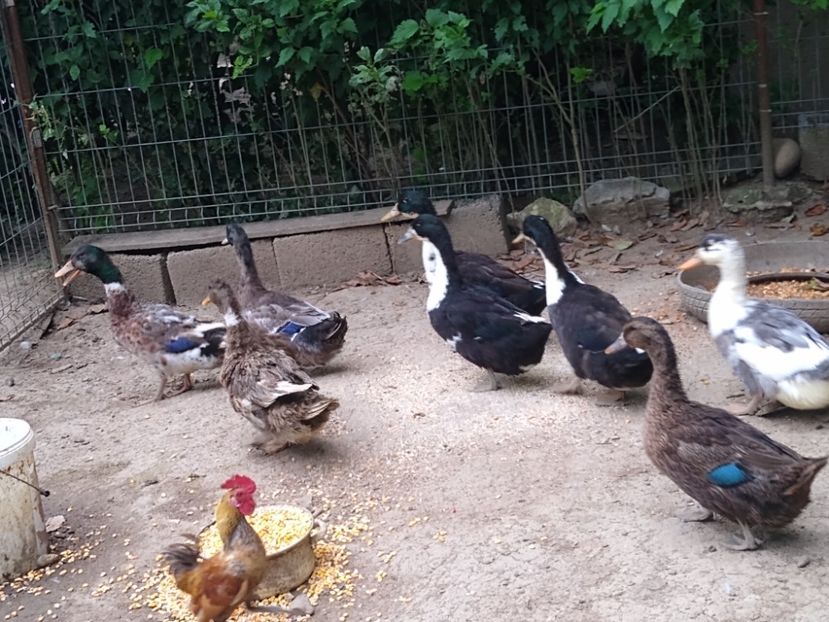  - Rațele macaitoare