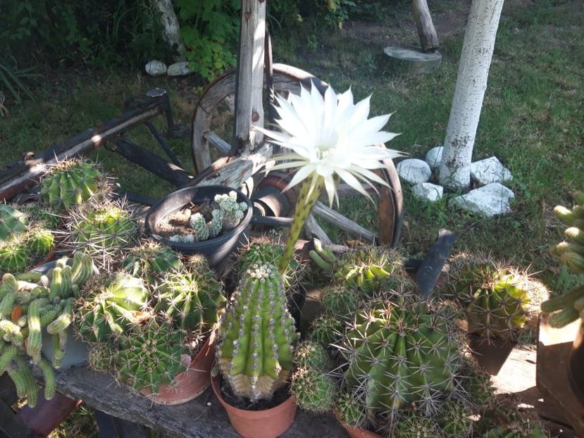  - cactusi