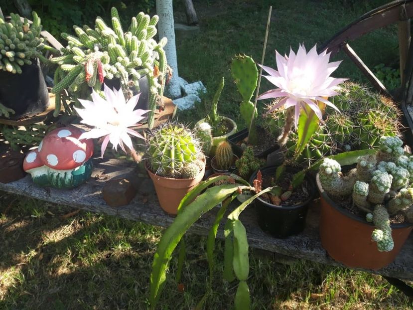  - cactusi