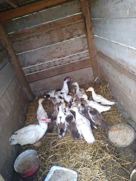  - Ratele mele leșești 3