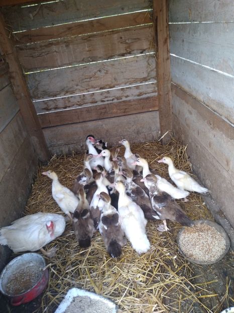  - Ratele mele leșești 3