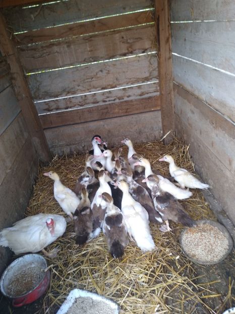  - Ratele mele leșești 3