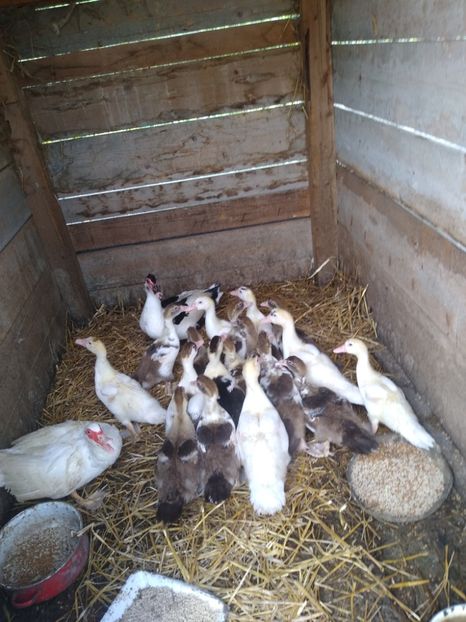  - Ratele mele leșești 3