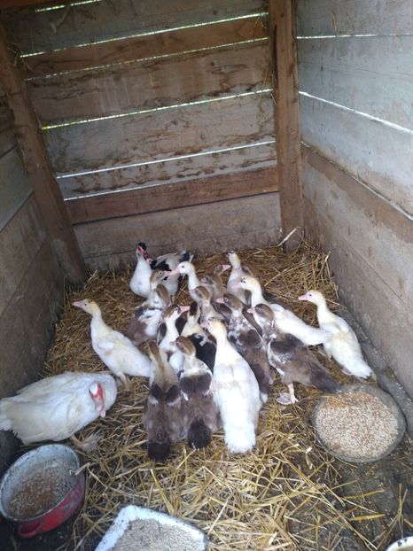  - Ratele mele leșești 3